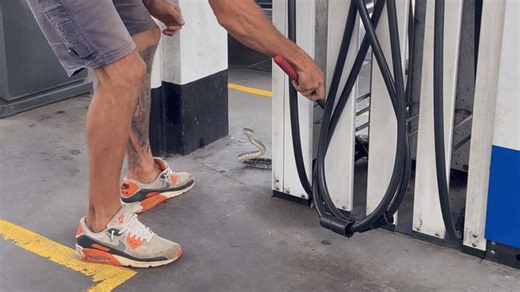 Python removed from bunch of gas pump hoses in Australia