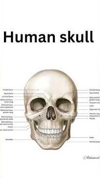 Skull Diagram Explained | NEET Biology