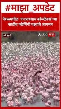Navi Mumbai Pink Flemingo : नेरुळमधील 'एनआरआय कॉम्प्लेक्स'च्या खाडीत फ्लेमिंगो पक्ष्यांचे आगमन