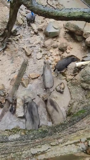 Awesome Wild Boar Walks Through Gate Water 🐗#warthog #pig #boar #viral #animal #wildboar #wildlife