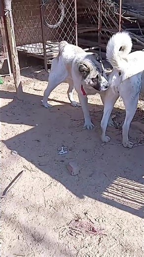 To create a dog miracleGreat partner 10