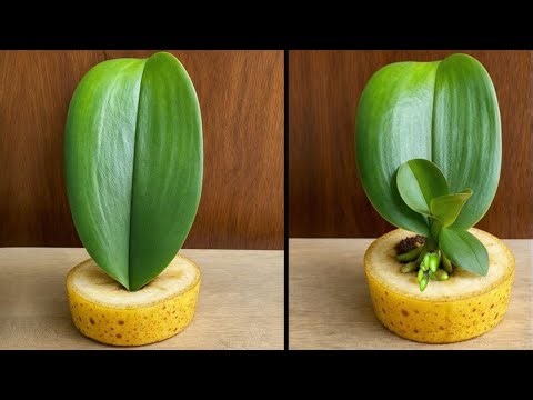 Just Banana! Orchid Leaves Immediately Grow Roots From The Base And Bloom All Year Round