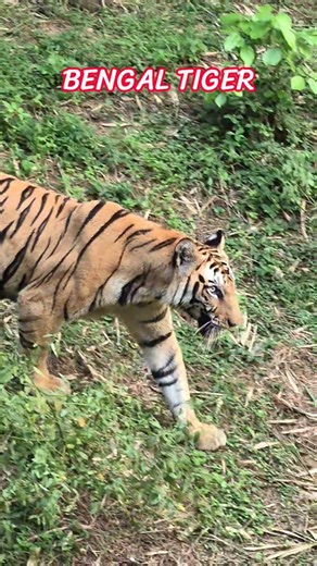 Bengal Tiger Roar | Nandankanan Zoo #tiger #bengaltiger #zoo