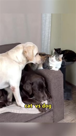 Funny Dog & Cat Videos Compilation