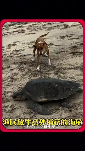 渔民放生意外捕获的大海龟 #神奇动物在抖音 #人与动物和谐相处 #动物成精系列