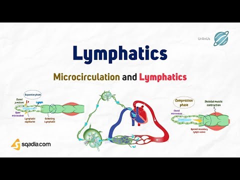 Microcirculation and Lymphatics | Lymphatics