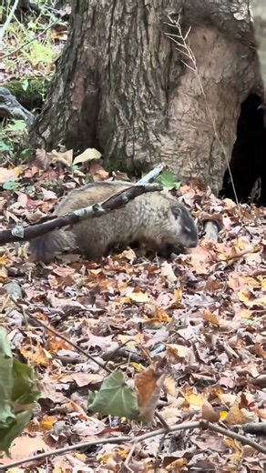 Groundhog, Woodchuck, or Whistle Pig?