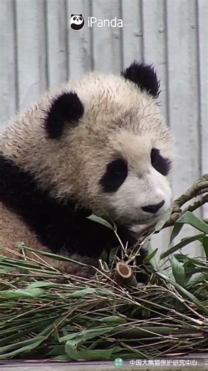 Panda Baby Is Afraid To Tell Mom It got Clothes Dirty | iPanda #shorts