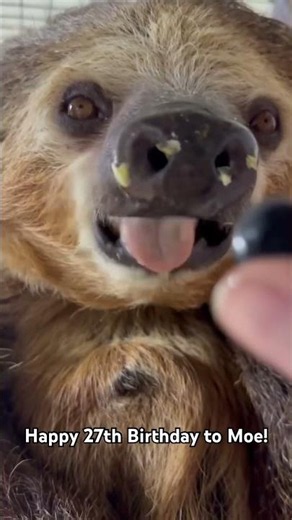 Happy 27th Birthday to Moe the Sloth!