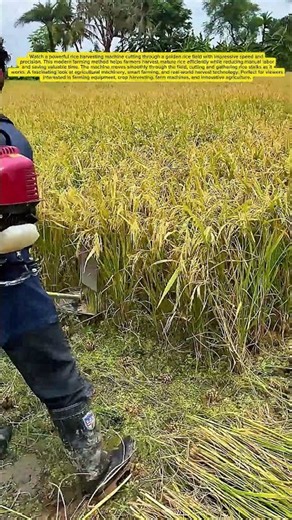 Precision Rice Harvest #RiceHarvest #FarmTech #Agriculture