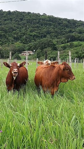 Two Calves Calling for Their Mother 🐄💔 | Real Farm Sounds
