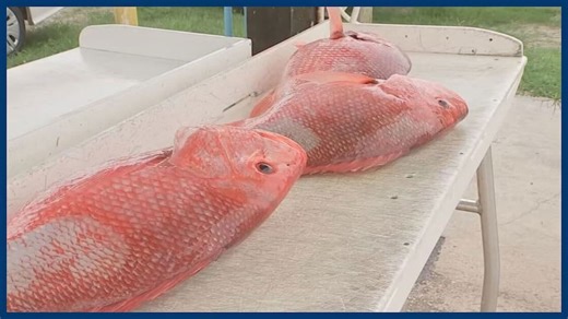 Trump approves longer red snapper season in Florida