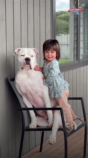 Pittie and little girl have had the sweetest bond since day 1 - now she walks her favorite dog all by herself ❤️ Keep up with Yogi & Williow on Instagram: thedo.do/lifewithyogi. | The Dodo