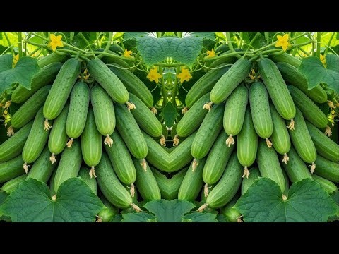 🔴 LIVE 🌱 row Cucumbers in Pots — Full Guide From Seed to Harvest! 🌱🥒 | #livestream #live