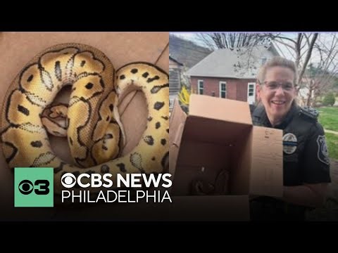 Police recover python left behind by Uber driver's passengers