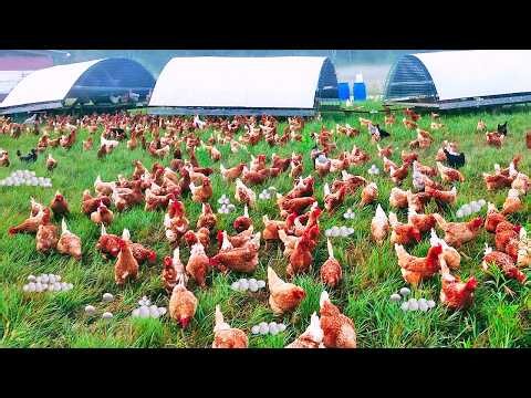 How Farmer Raise Million of Free Range Chickens Without Cage - Inside Modern Egg Processing Factory
