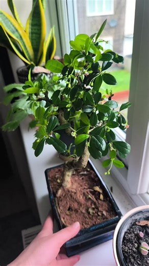 25 - 35cm Ficus Carmona Retusa #FicusCarmonaRetusa #bonsaiPlant #tiktokshop #TiktokMadeMyBuyIt @PlantsForAllSeasons