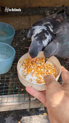 Merpati Pos Jadul dan Kolong Langsung Doyan Jagung Banget #jagung #merpati #merpatipos #merpatipos