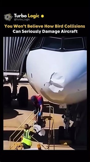 Bird Collisions Can Seriously Damage Aircraft