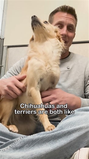 Angry Quarantine Dog Wouldn't Let Anyone Close, Until This 😳 | Rocky Kanaka