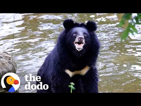 Bear Sees The Sky For First Time In Twenty-Seven Years | The Dodo