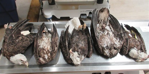 Michigan DNR investigates after 5 bald eagles found dead in U.P.