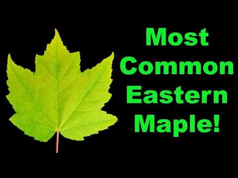 Red Maple Facts That Are Absolutely Wild!