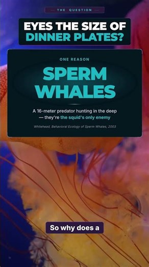 Why Does a Giant Squid Need a 27cm Eye? The Answer Is Terrifying