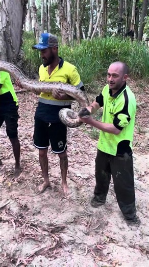 The Size Original Sound #snake #australianwildlife #wildlife #scrubpython #athertontablelands