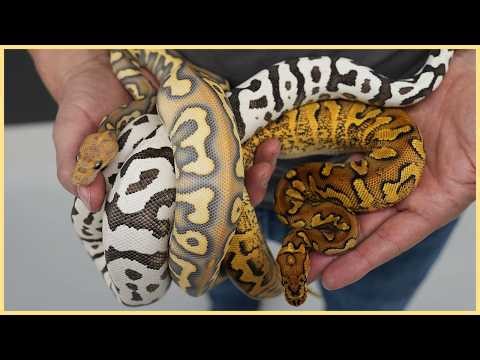 Top 10 BEST Ball Pythons of 2025!