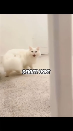THE DEAF CAT WHO ALWAYS KNEW HER OWNER WAS HOME