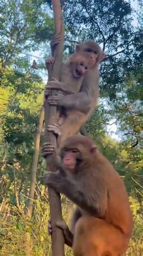 Poor Baby Monkey Stuck On Branch! Big Monkey Shakes Tree To Scare Him 😭🐒