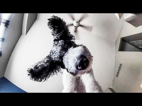 Emu Attacks!! | The FUNNIEST Pet Videos Of The Week