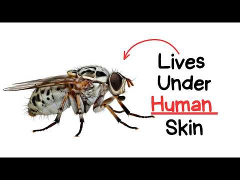 The Worst Life of The Most Dangerous Fly (BOT FLY)