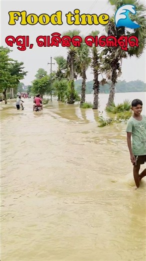 🚨 Alert 🚨 ଗାନ୍ଧିଛକ 🥺ବସ୍ତା, ବାଲେଶ୍ଵର 🌊🥺 #bästa #flood #viralvideo #ytshorts #viral #foryou