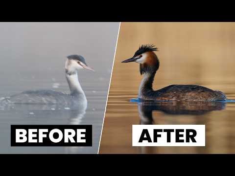 Camera Settings for Bird Photography - The Complete Guide with Peter Dam