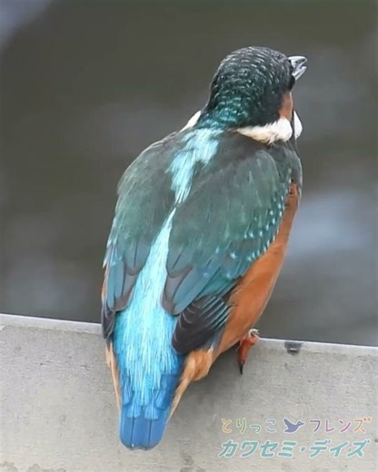 カワセミの縄張り争い。Kingfisher Territorial Disputes #カワセミ #kingfisher