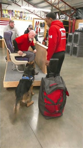 Getting Ready For A Big Trip! "Sara" Mature GSD Training @ProtectionDogSales Family Protection Dog