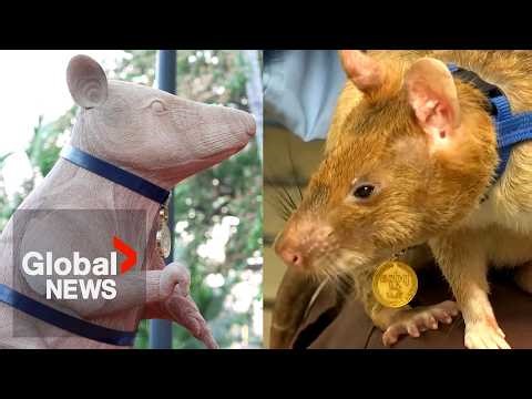 Cambodia unveils statue in remembrance of landmine-sniffing rat "Magawa"