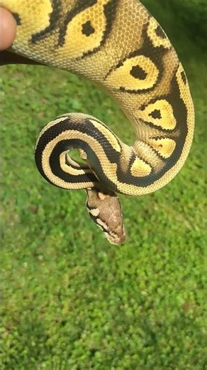 Can you guess the genes in this Ball Python!? 😳