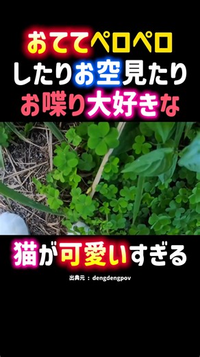 おててペロペロしたりお空見たりお喋り大好きな猫が可愛いすぎる。 #癒し #猫 #可愛い #面白い #cat #cute #shorts