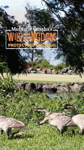 Nēnē, Hawaii’s State Bird, Crosses the Makani Golf Course in Kona | GolfZen Moment