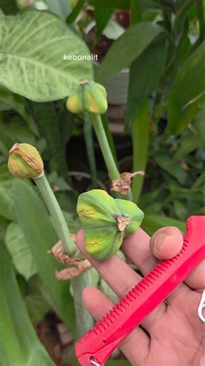 Snip, Snip! Removing Spent Amaryllis Seed Pods for Healthier Plants