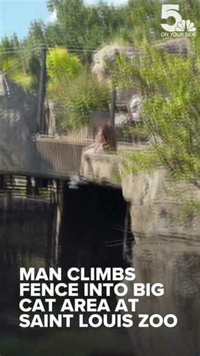 Man climbs fence into big cat area at Saint Louis Zoo