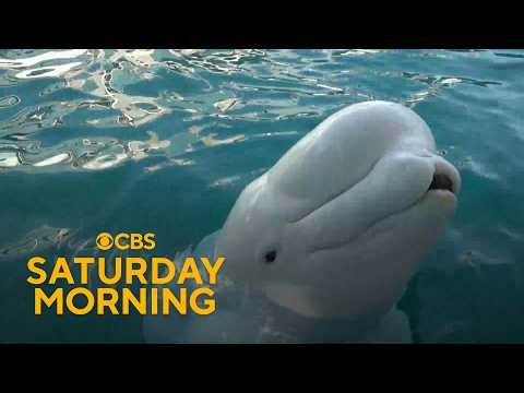 Beluga whales transferred to U.S. aquariums after Canadian theme park closes
