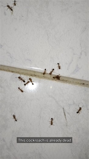 One vs Hundreds… Who Really Wins? 🐜 A dead cockroach turns into a feast within minutes. Hundreds of ants swarm in, cutting, pulling, and carrying a body far bigger than themselves. This is teamwork at its most ruthless in nature. #Ants #Cockroach #InsectWorld #NatureReels #WildlifeFacts #TeamworkInNature | Microwild Tropics World
