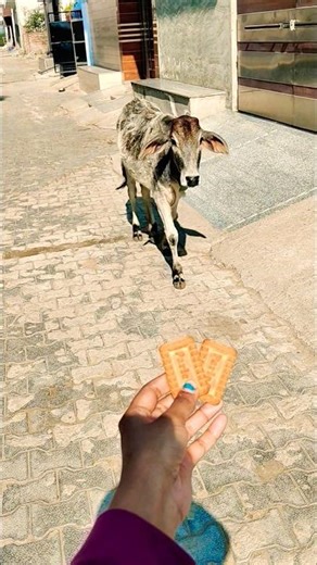 Mother's Love: a Cow SEARCHES Her Calf and EATS a Roti! 🐄❤️ #shorts #animals #cow