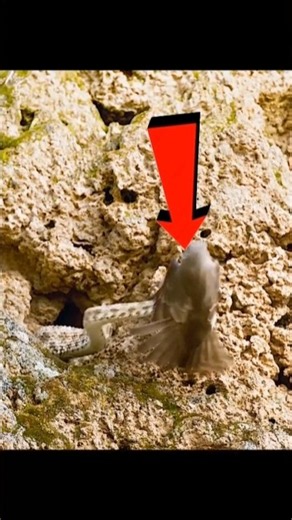 This snake can instantly kills human🥶