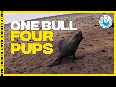 One Rescuer, Five Seals, No Time to Waste
