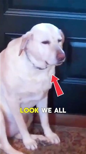 Why dogs look GUILTY (The Truth!) 🐶🤫